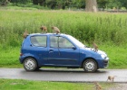 IMG 3208  Longleat Park  This was in the safari section of the park, where people can drive through the animal cages. We watched these monkeys do hundreds of pounds worth of damage to several cars as they went through.