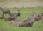 P1010723  Richmond Park