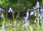 IMG 0207  Bluebells