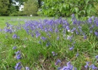 IMG 9300  Bluebells