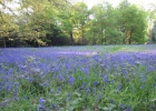 IMG 9359  Bluebells