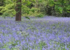 IMG 9362  Bluebells