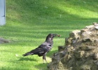 IMG 9591  One of the Tower of London's blackbirds.